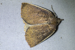 Authaemon stenonipha