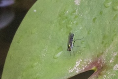 Plagioneurus univittatus