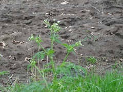 Anthriscus sylvestris