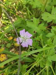 Geranium wlassovianum