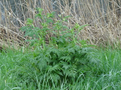 Anthriscus sylvestris