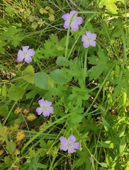 Geranium wlassovianum