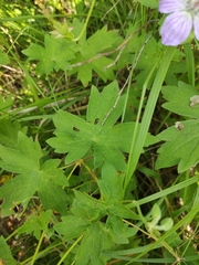 Geranium wlassovianum