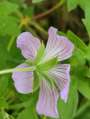 Geranium wlassovianum