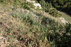 Echinops armatus
