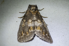 Discophlebia celaena