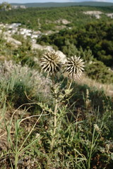 Echinops armatus