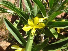 Barleria dinteri