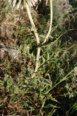 Echinops armatus