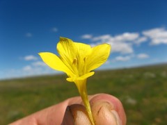 Barleria dinteri