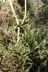 Echinops armatus