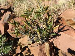 Barleria dinteri