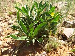 Barleria dinteri