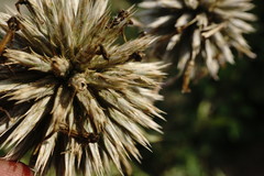 Echinops armatus