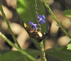 Netrocoryne repanda