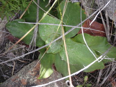 Hermas ciliata