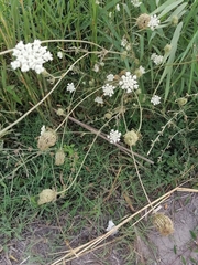 Daucus carota