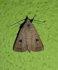 Scolecocampa