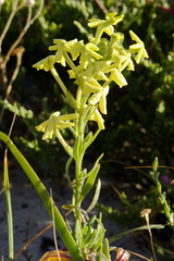 Lyperia lychnidea