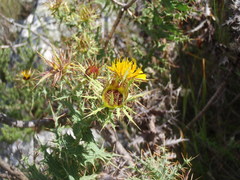 Berkheya cruciata cruciata
