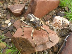 Acanthoproctus cervinus