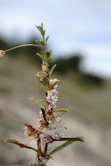 Cuscuta planiflora