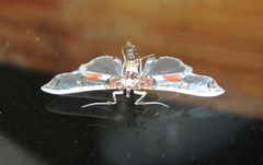 Neoleucinodes elegantalis