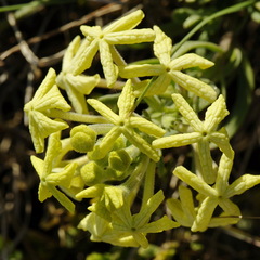 Lyperia lychnidea