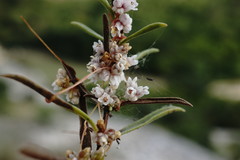 Cuscuta planiflora