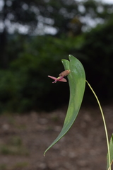 Pleurothallis alopex