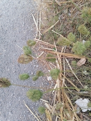 Daucus carota