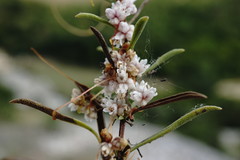 Cuscuta planiflora