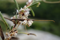 Cuscuta planiflora