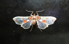 Neoleucinodes elegantalis