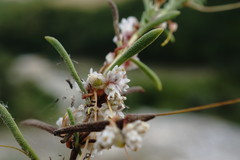 Cuscuta planiflora