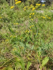 Bupleurum scorzonerifolium