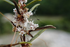 Cuscuta planiflora