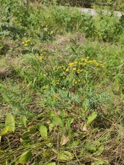 Bupleurum scorzonerifolium