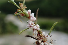 Cuscuta planiflora