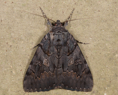 Catocala antinympha