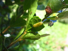 Calotheca