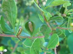 Calotheca