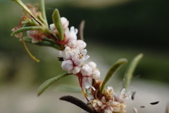 Cuscuta planiflora