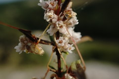 Cuscuta planiflora