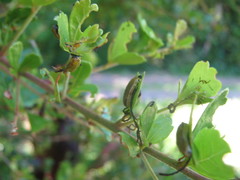 Calotheca