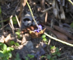Netrocoryne repanda