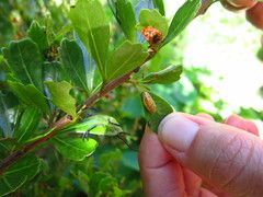Calotheca