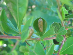 Calotheca