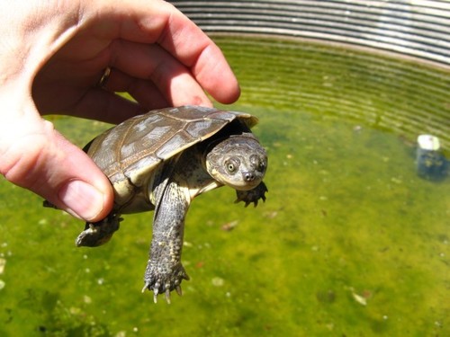 Helmeted Turtle