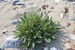 Phacelia leptosepala
